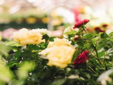 ��� ��������� ����������� ���� � ���� ��� ����������� ������� �������� ������