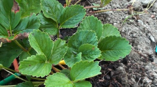 ��� ����� ������� � ��������� � �������: ������ ��� ���������