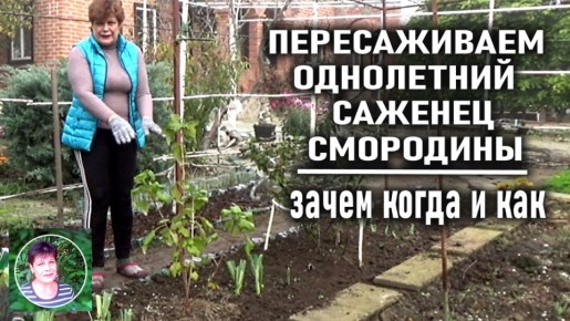 ��������� ���������: ��������� �������� �����