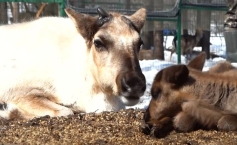 ������ �������� �������� � ���������� ������������ ������������ ���������