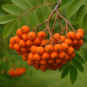 ��� ������ ������������� ������� ������: ������ �� ����� �� ����� � ��������