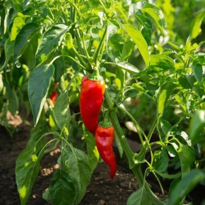 ����� ���������: ������� ��������� ������ � �������� ������ � ��������