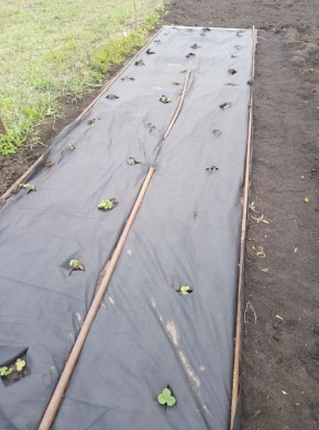 ������������� ��������: ������������� ��� ������ �������?