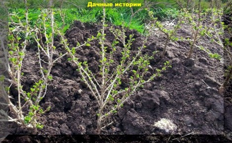 �������� ������ � ������� �����������: ���� � �������� ������