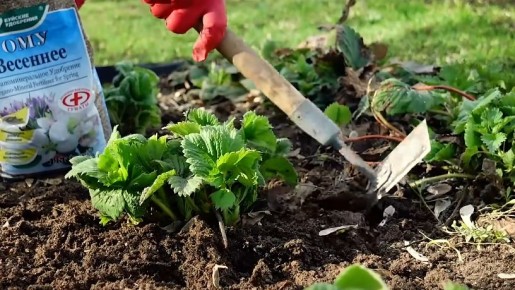 ��� ������ �������� �������� ������ ��������: ������ ��������