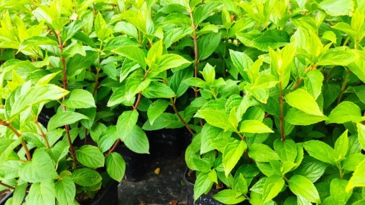 ��� ��������� ������� ��������� �� ���� ����: ������ � �������