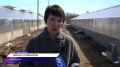 Летний Магадан впервые украсят розы