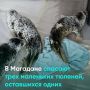 В Магадане спасли трёх маленьких тюленей