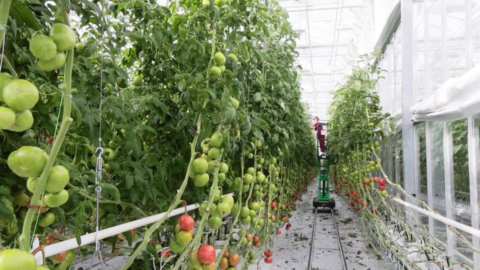 В новом тепличном комплексе Магадана планируют выращивают до 800 тонн огурцов и около 300 тонн помидоров в год В новом тепличном комплексе Магадана планируют выращивают до 800 тонн огурцов и около 300 тонн помидоров в год