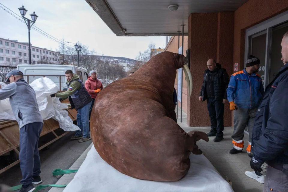 Огромный морж с Чукотки поселился в краеведческом музее в Магадане Огромный морж с Чукотки поселился в краеведческом музее в Магадане