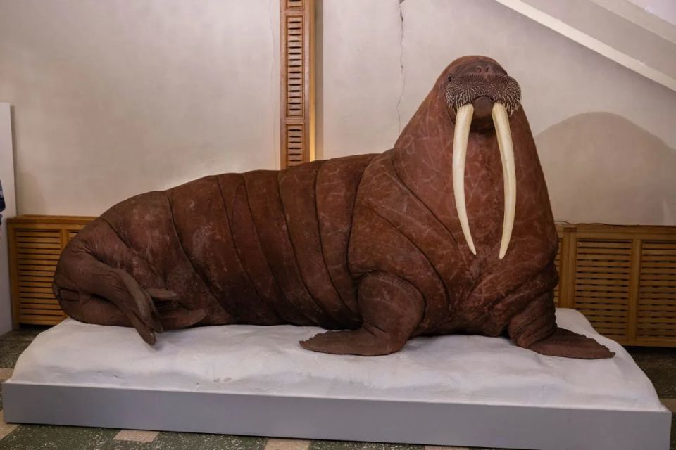 Огромный морж с Чукотки поселился в краеведческом музее в Магадане Огромный морж с Чукотки поселился в краеведческом музее в Магадане