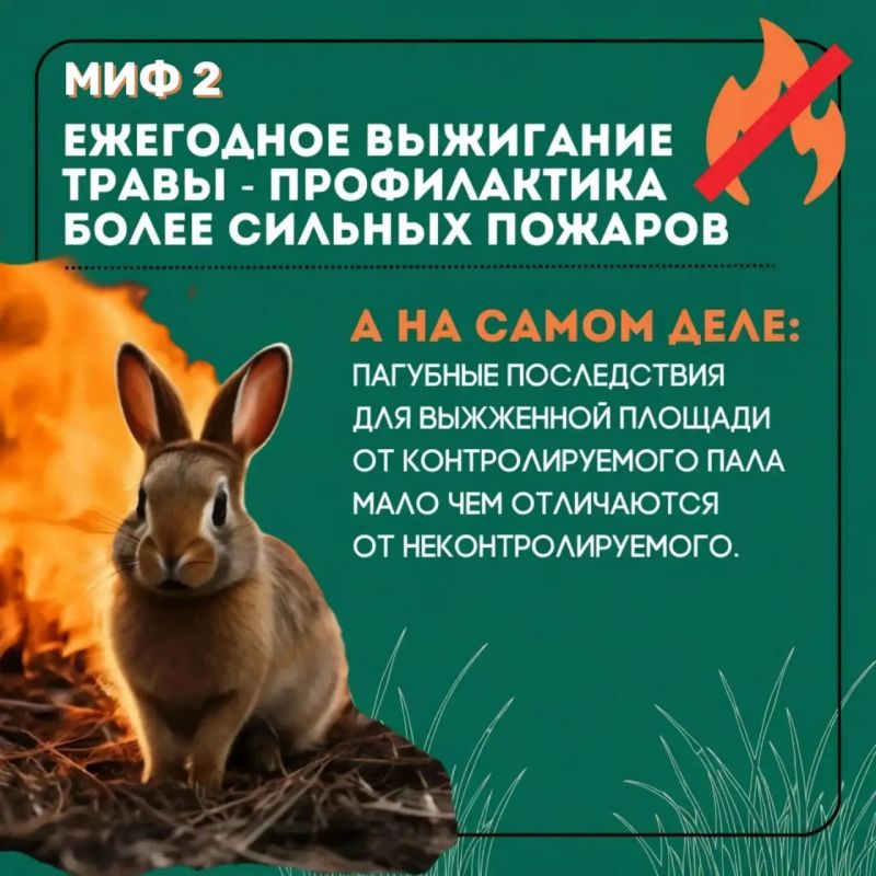Пал травы может обернуться трагедией! Пал травы может обернуться трагедией!