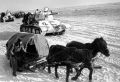 Верные лошади помогли советскому солдату вынести все тяготы Великой Отечественной