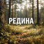 Редина — это участок лесных земель с очень редким, неплотным древостоем
