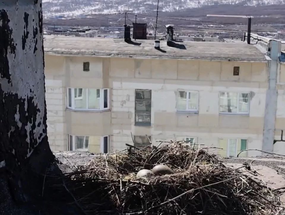Чайки разрушают крыши и мешают коммунальщикам в Магадане Чайки разрушают крыши и мешают коммунальщикам в Магадане