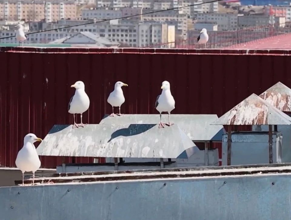 Чайки разрушают крыши и мешают коммунальщикам в Магадане