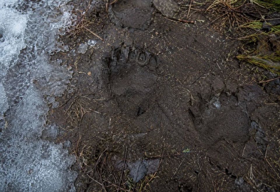 Люди находят следы медведей в пригороде Магадана