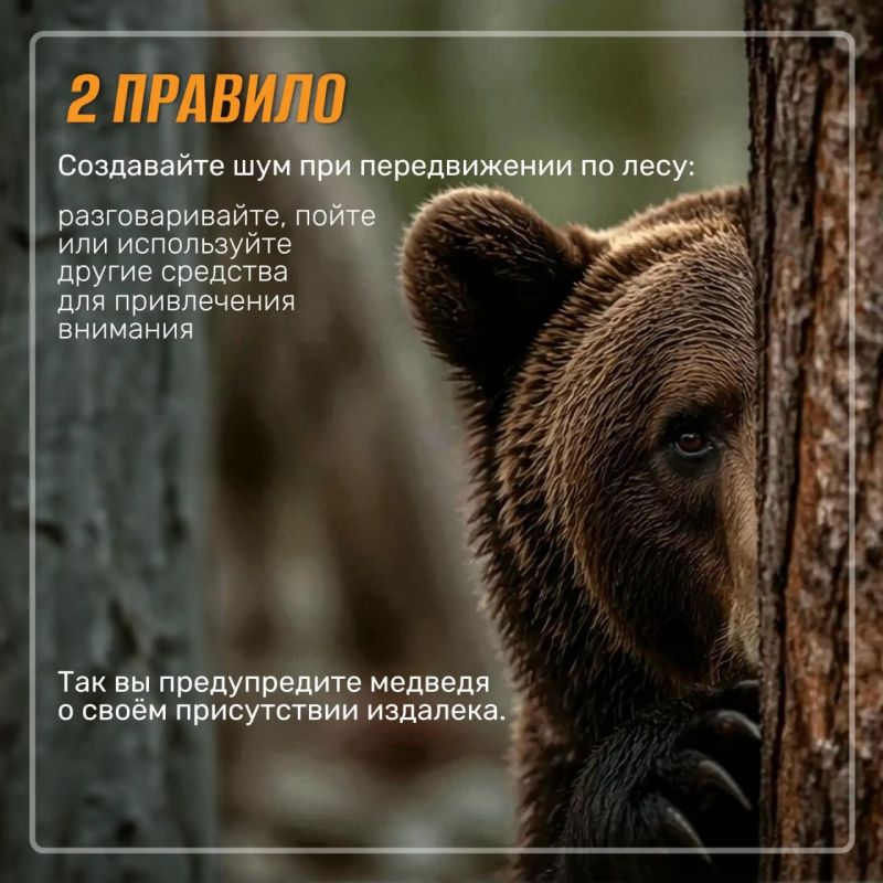 Пять правил поведения на природе, которые помогут избежать встречи с медведем Пять правил поведения на природе, которые помогут избежать встречи с медведем
