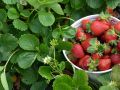 Как дрожжи могут подарить вашей клубнике невероятный урожай