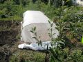 Конец лета: наступает время для посева редьки и дайкона