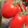 Томат бибоп: ранний гибрид с высоким урожаем и замечательным вкусом
