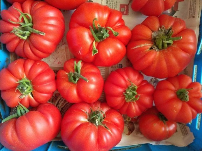 Томат Австралиец: крупноплодный сорт с мясистой мякотью и десертным вкусом