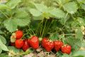 Как сделать сладкую землянику: секреты подкормки в июне