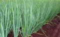 Лук шалот: секреты выращивания и его удивительные свойства