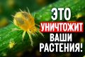 Эффективные методы борьбы с паутинным клещом