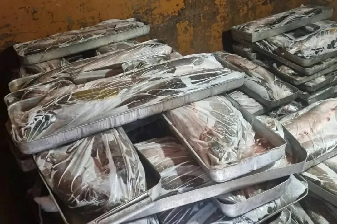 12345. На Колыме полиция пресекла сбыт супружеской парой около 6 тонн нелегальной рыбной продукции Сотрудники Управления уголовного розыска УМВД России по Магаданской области во взаимодействии с представителями ПУ ФСБ России... 12345. На Колыме полиция пресекла сбыт супружеской парой около 6 тонн нелегальной рыбной продукции Сотрудники Управления уголовного розыска УМВД России по Магаданской области во взаимодействии с представителями ПУ ФСБ России...