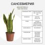 Неприхотливые комнатные растения: идеальные спутники для занятых людей и новичков