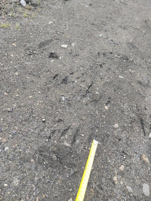 В Магаданской области медведь насмерть задрал мужчину В Магаданской области медведь насмерть задрал мужчину