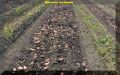 Как правильно выращивать картофель на одном месте: секреты успешного урожая