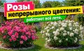 Розы, которые цветут без перерыва: секреты ухода за непрерывным цветением