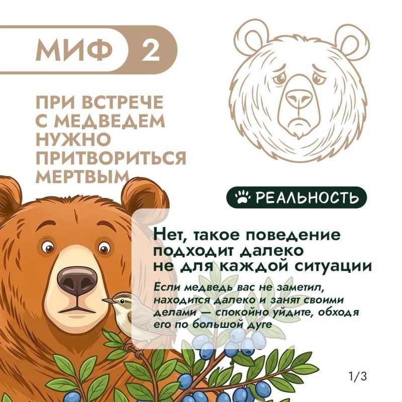 Правда или миф? Проверим, что вы знаете о медведях! Правда или миф? Проверим, что вы знаете о медведях!