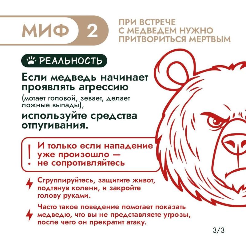 Правда или миф? Проверим, что вы знаете о медведях! Правда или миф? Проверим, что вы знаете о медведях!