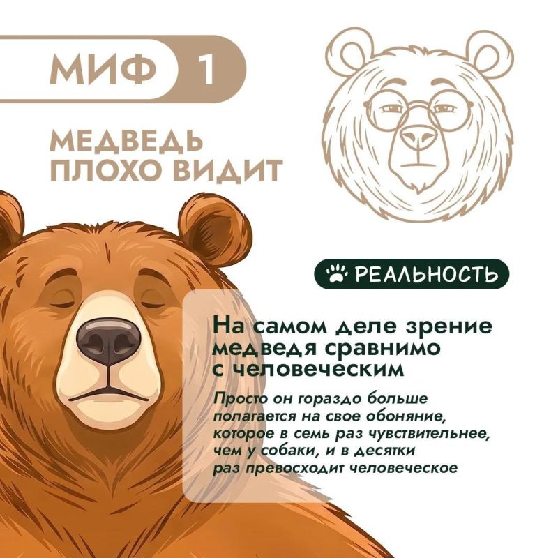 Правда или миф? Проверим, что вы знаете о медведях! Правда или миф? Проверим, что вы знаете о медведях!