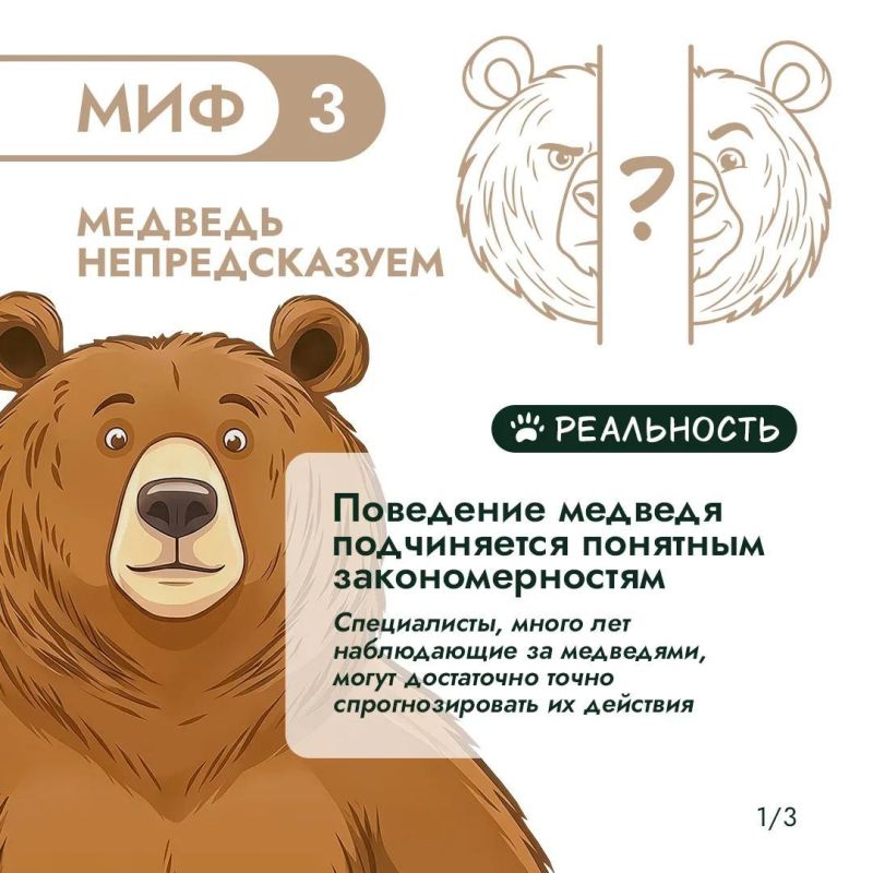 Правда или миф? Проверим, что вы знаете о медведях! Правда или миф? Проверим, что вы знаете о медведях!