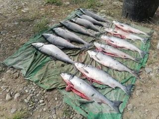 Полиция Колымы информирует о правовых последствиях за совершение экологических преступлений и правонарушений Полиция Колымы информирует о правовых последствиях за совершение экологических преступлений и правонарушений