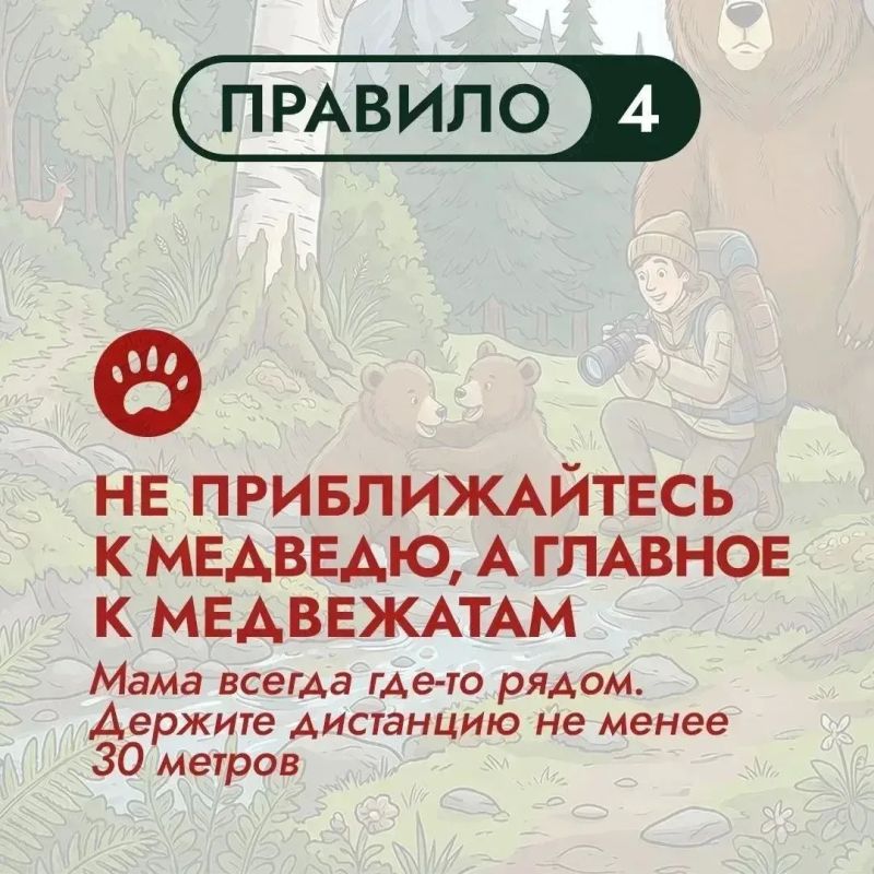 На Дальнем Востоке бурый медведь – хозяин территорий На Дальнем Востоке бурый медведь – хозяин территорий