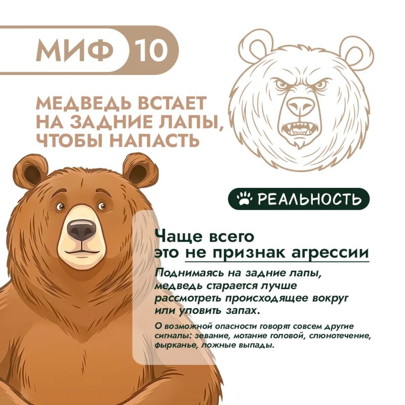 Правда и мифы о медведях – 3. Продолжаем разбираться! Правда и мифы о медведях – 3. Продолжаем разбираться!