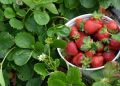 Секреты осенней подкормки клубники: как обеспечить богатый урожай на следующий год