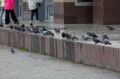 Мэр Магадана призвала горожан прекратить кормить голубей в общественных местах