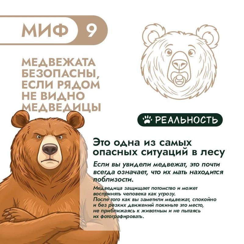 Правда и мифы о медведях – 3. Продолжаем разбираться! Правда и мифы о медведях – 3. Продолжаем разбираться!