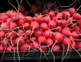 Союз вкуса: как совместить вино и овощи в мае