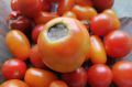Что делать с вершинной гнилью на помидорах в теплице: советы и рекомендации