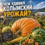 Возможно, вас это удивит, но на Колыме успешно выращивают не только дыни, арбузы, гигантские тыквы, но и кукурузу