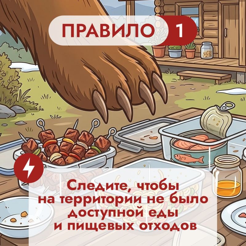 На Дальнем Востоке встречи с бурым медведем — реальность для тысячи людей На Дальнем Востоке встречи с бурым медведем — реальность для тысячи людей
