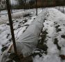Когда вскрывать виноград весной: полезные советы для садоводов