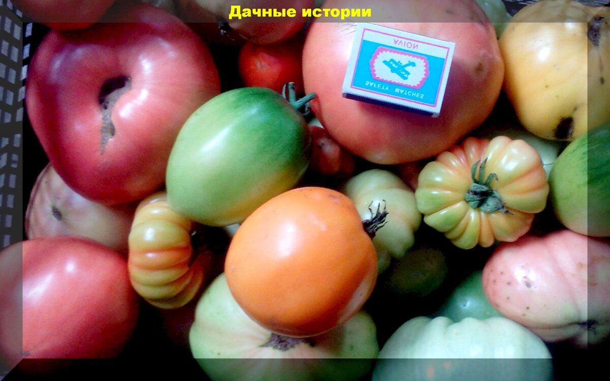 Спасение урожая: как обработать помидоры, пораженные фитофторой